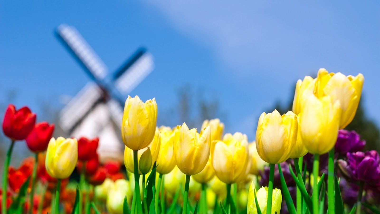 Asal Usul Sejarah Bunga Tulip Mydreamheaven